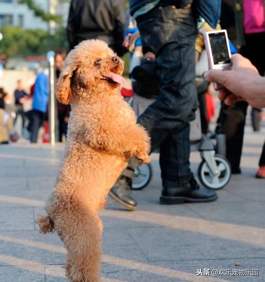 泰迪犬走路不直视主人怎么回事,怎样看待泰迪直立行走