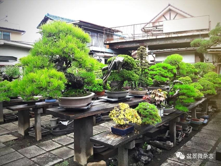 开盆景园是否赚钱,开一个盆景店赚钱吗现在