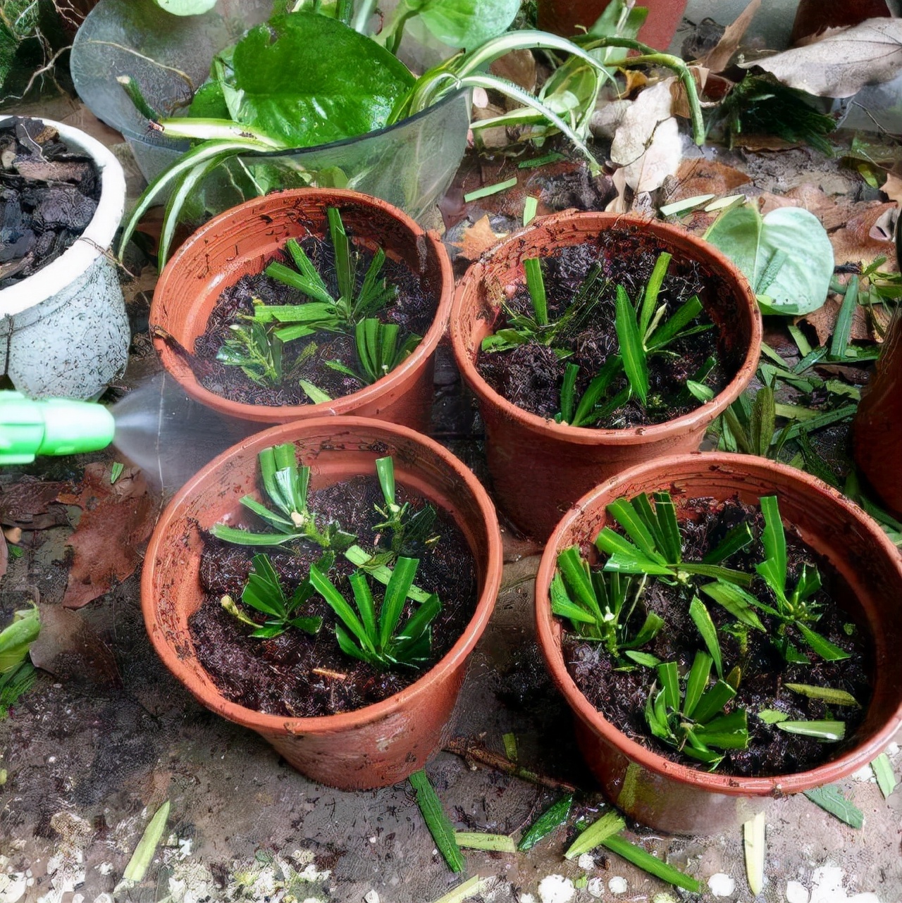 4种路边“高价树”，剪1段“枝条”插沙土里，30天白根冒、长势猛