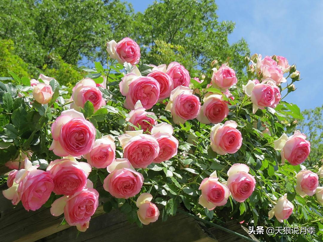 如何打造四季开花的花园,如何打造四季都有花的花园