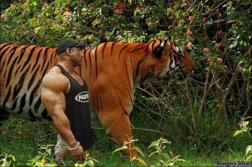 十只藏獒一只老虎能顶多久,一只老虎能战斗几只藏獒