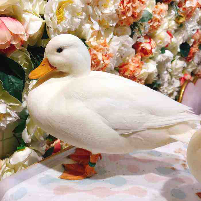 圆润可爱的柯尔鸭,养可爱的柯尔鸭