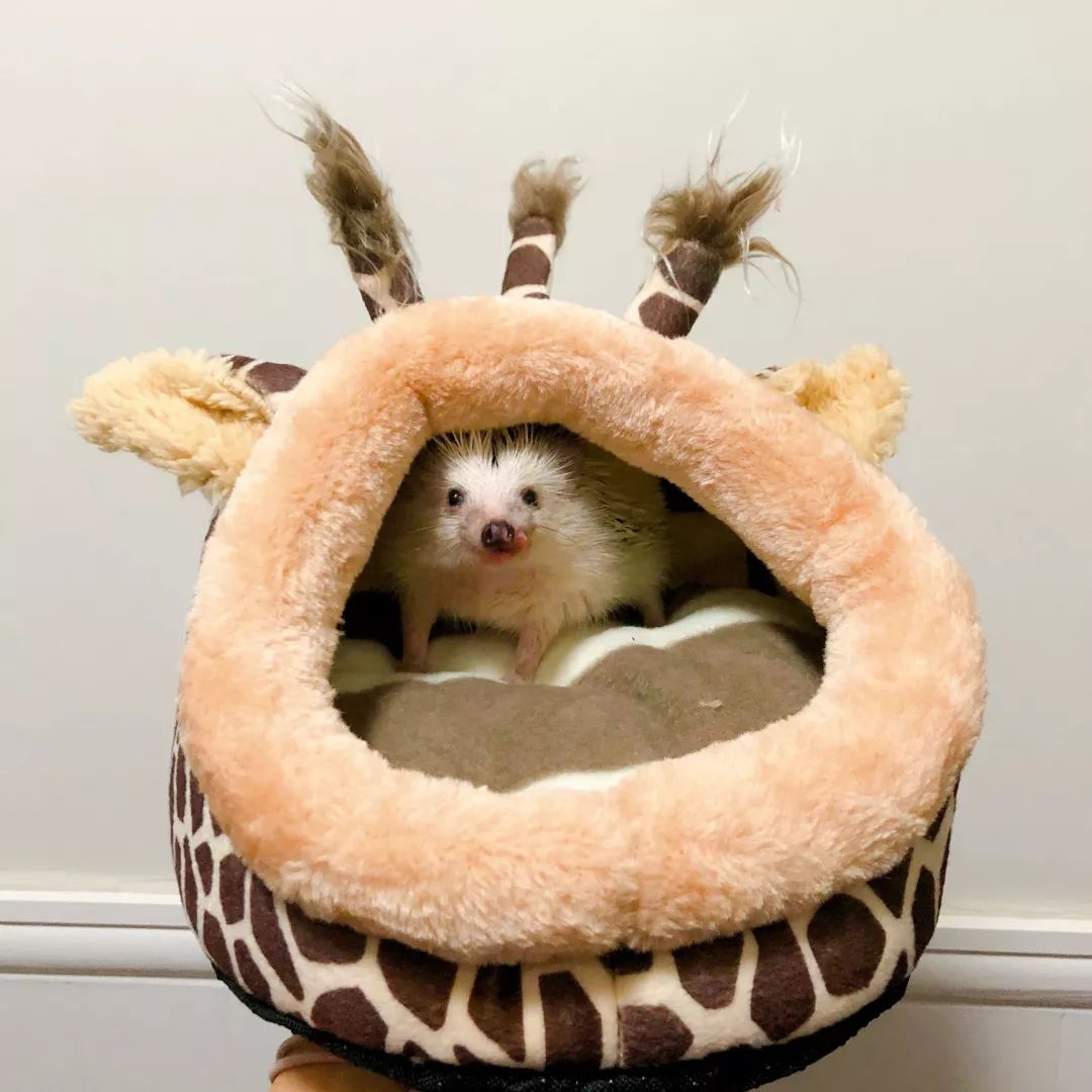 一只鸭子一万五元,一只鸭子一万多