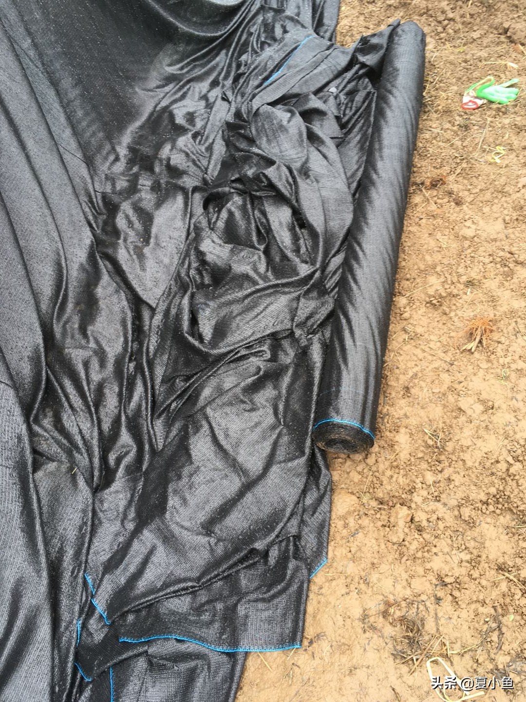 种植羊肚菌亏本的人多吗,羊肚菌种植技术与销路