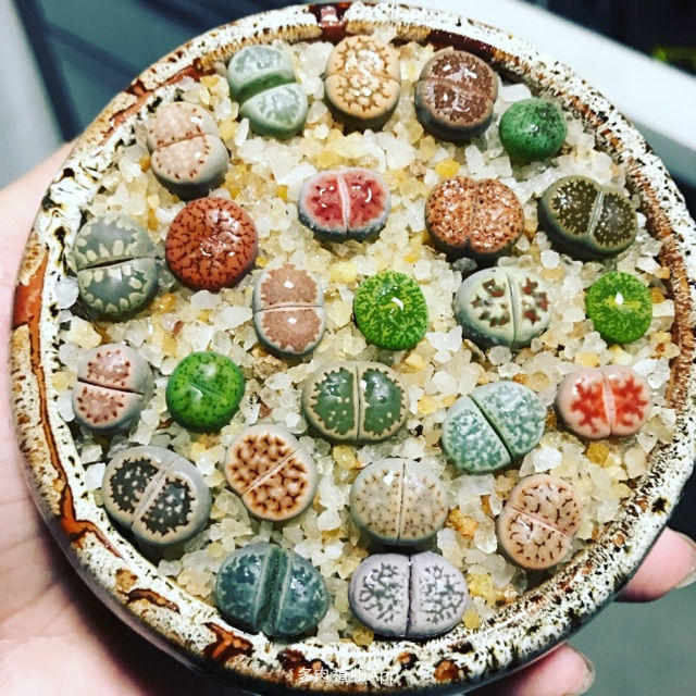 多肉的100个常见品种,10种公认的多肉