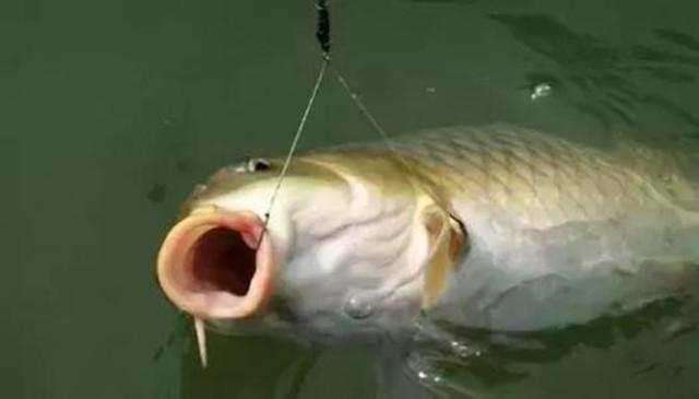 鲤鱼脱钩了还会进窝吗,鲤鱼脱钩的解决方法