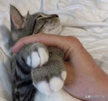 猫咪被蜜蜂蛰了找不到刺,猫咪的爪子被蜜蜂蜇肿了