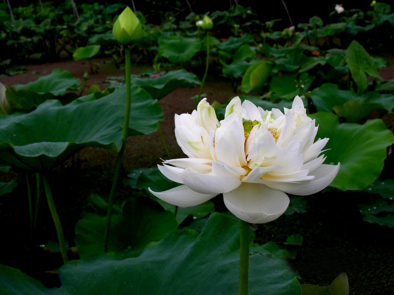 今天分享几十种荷花品种图鉴,荷花品种大全及名称图片