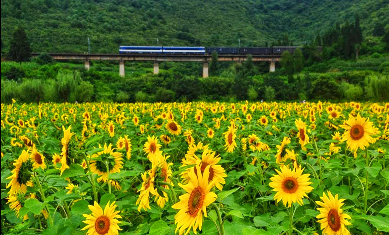 盛夏特约|金色螳螂川徒步笔架山赏向日葵花海