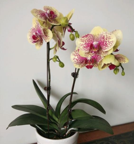 养蝴蝶兰的技巧和注意事项,养蝴蝶兰的方法和注意事项