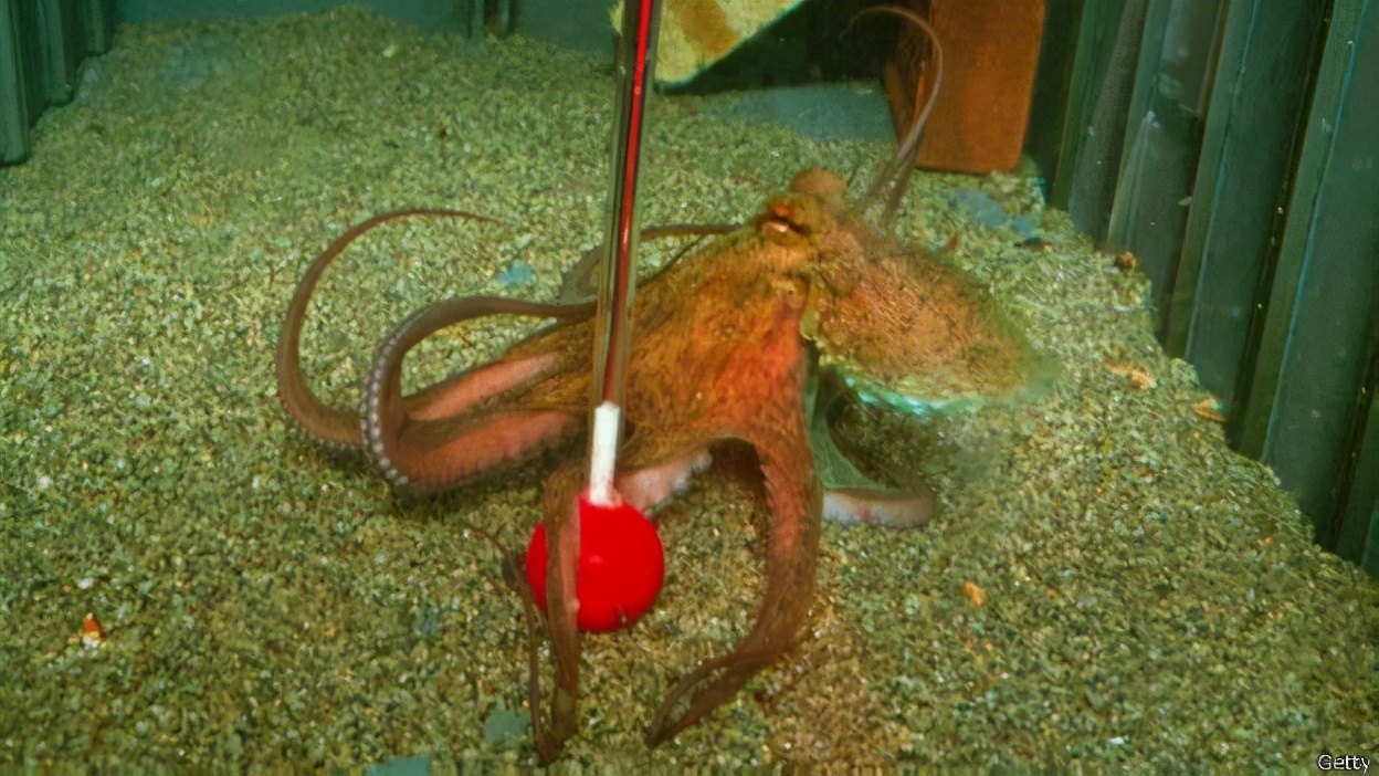 形似外星人的章鱼有多聪明,章鱼可能是最接近外星物种的生物