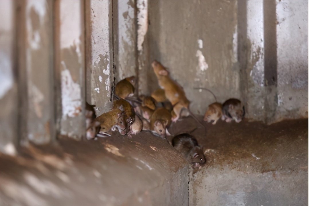 澳大利亚鼠灾真实事件原因,澳大利亚鼠灾最多有多少老鼠