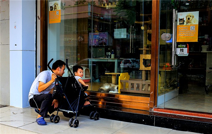 宠物店购猫存有风险，欲挑选健康小猫，三点细节把控不可少