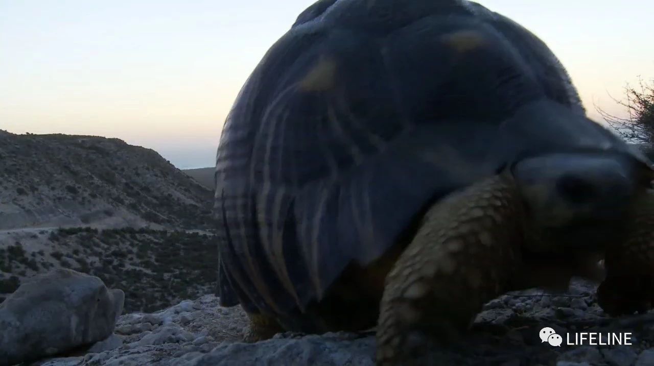 龟中“考拉”，请别让我们的孩子在博物馆见到它们...