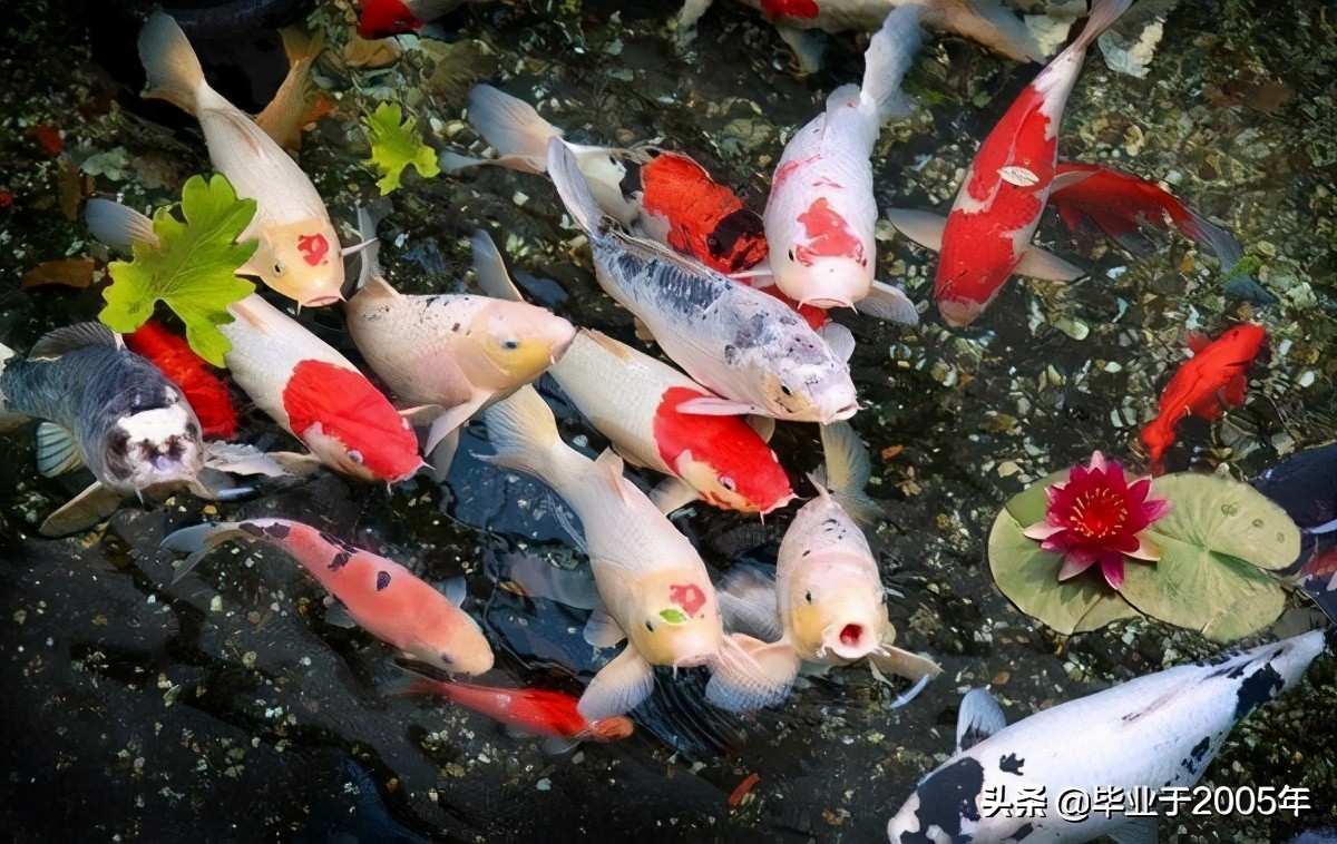 大连旅顺野钓淡水鱼的地方,大连近海常见鱼类图鉴