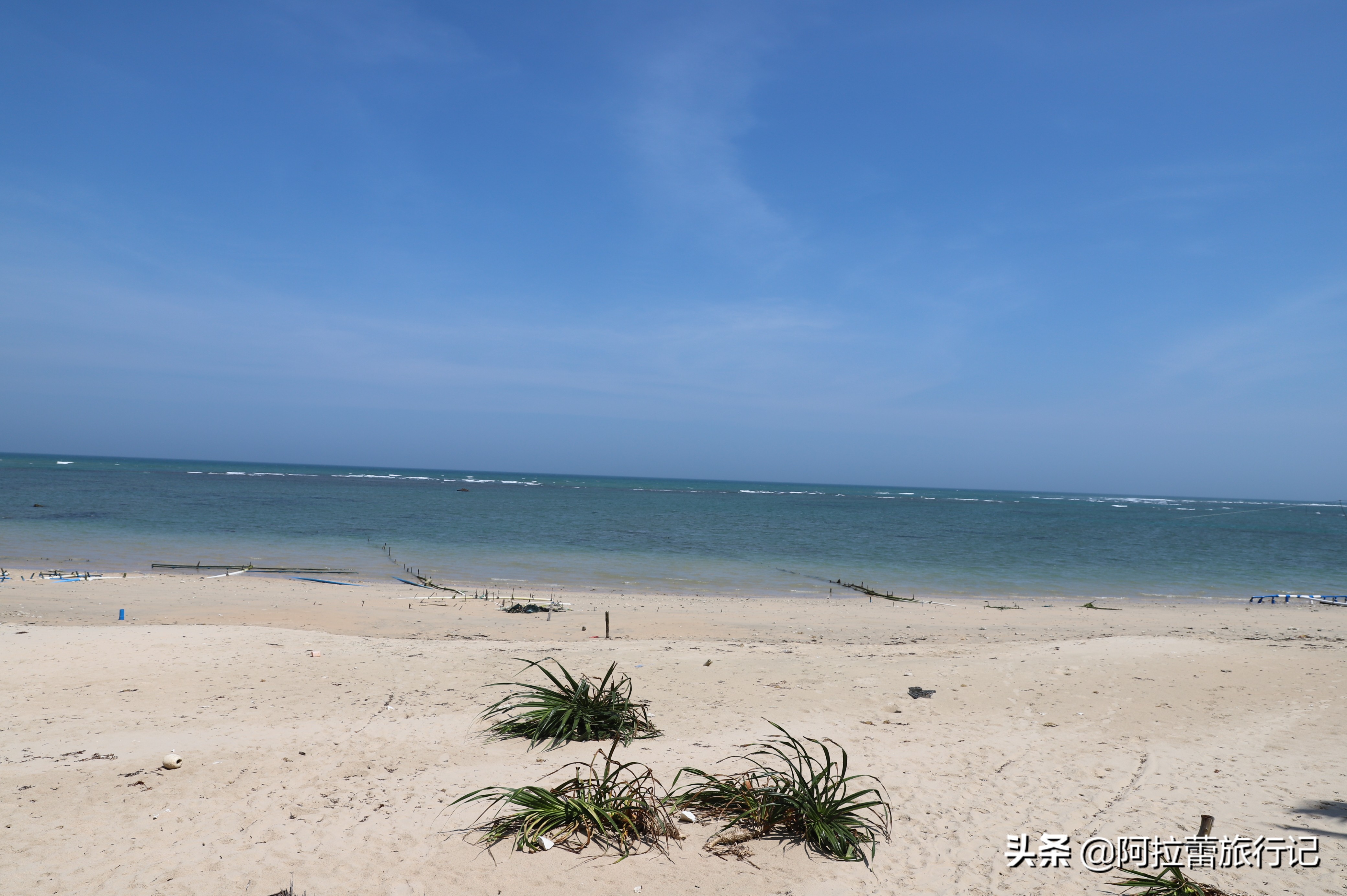 文昌的东郊椰林一大堆椰子,东郊椰林的椰子真的便宜吗