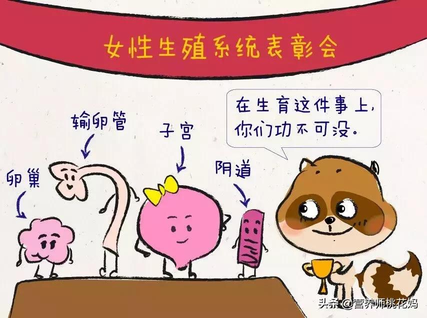 女性的生育系统是怎么做的,女性生育系统解析