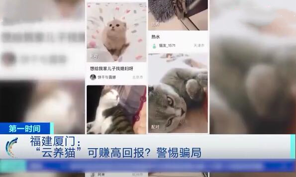 女子养了20只猫被骗,网络养猫诈骗案