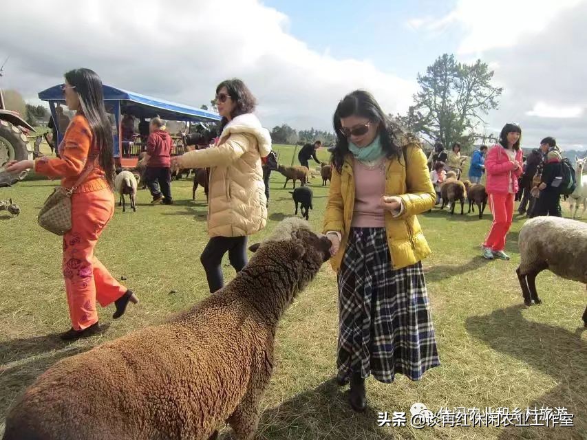 旅居生活新西兰,旅居在新西兰