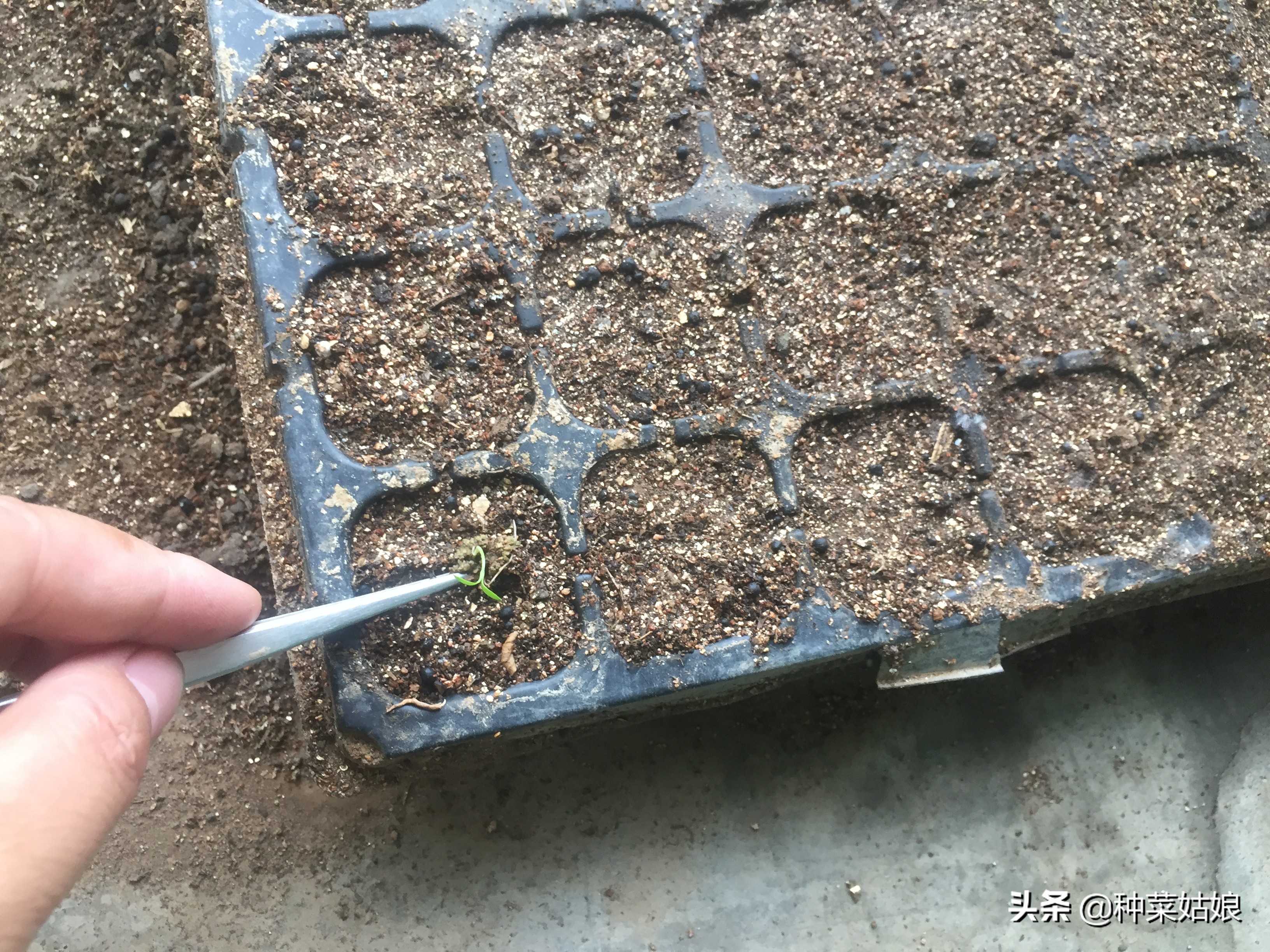 种菜出苗以后怎样管理,种菜出芽了怎么办