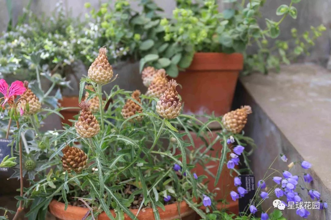 二木带你游花园|邱园（kewgarden）离我们到底有多远？