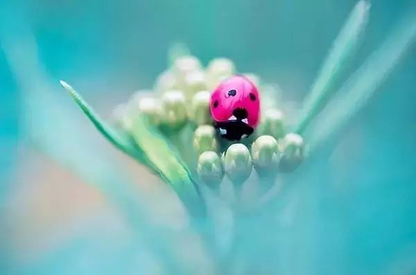 绝美花朵摄影佳作,波兰花朵摄影作品欣赏