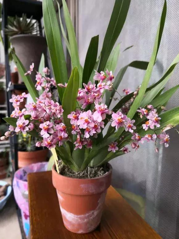 开花时间最长最香最好养的兰花,一年四季开花的兰花有几种