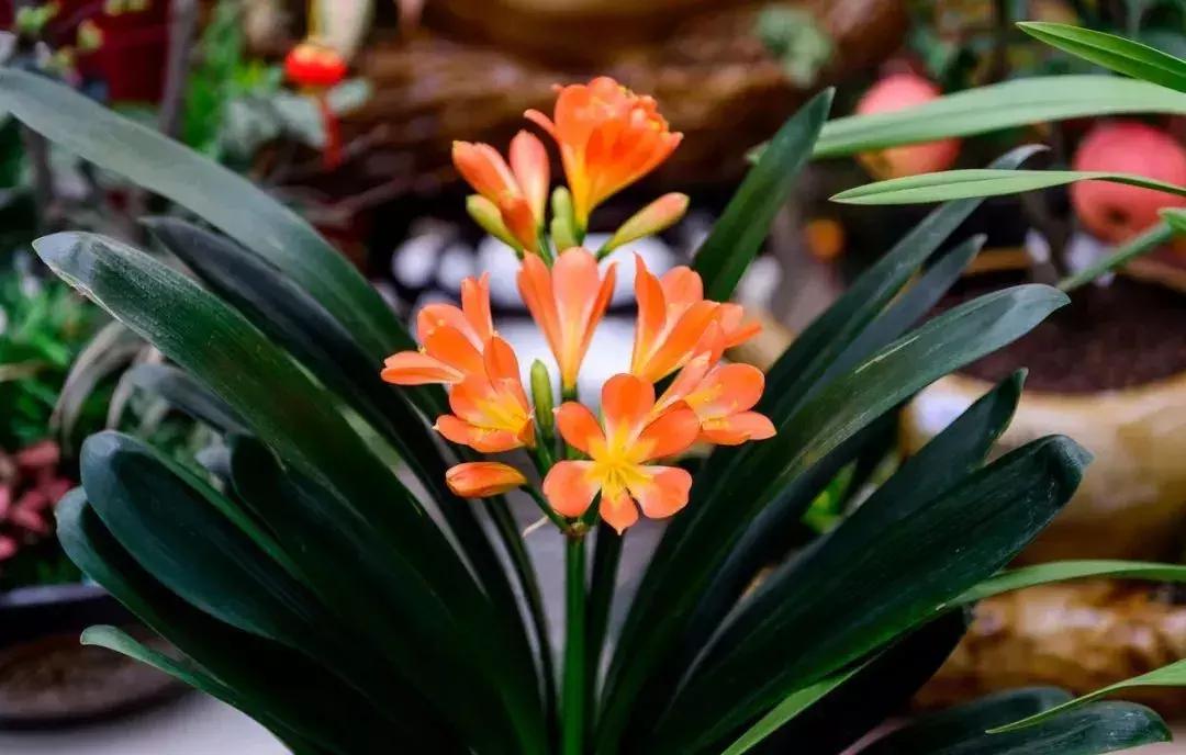 什么花吸甲醛油烟,能吸甲醛油烟的20种植物家家必养