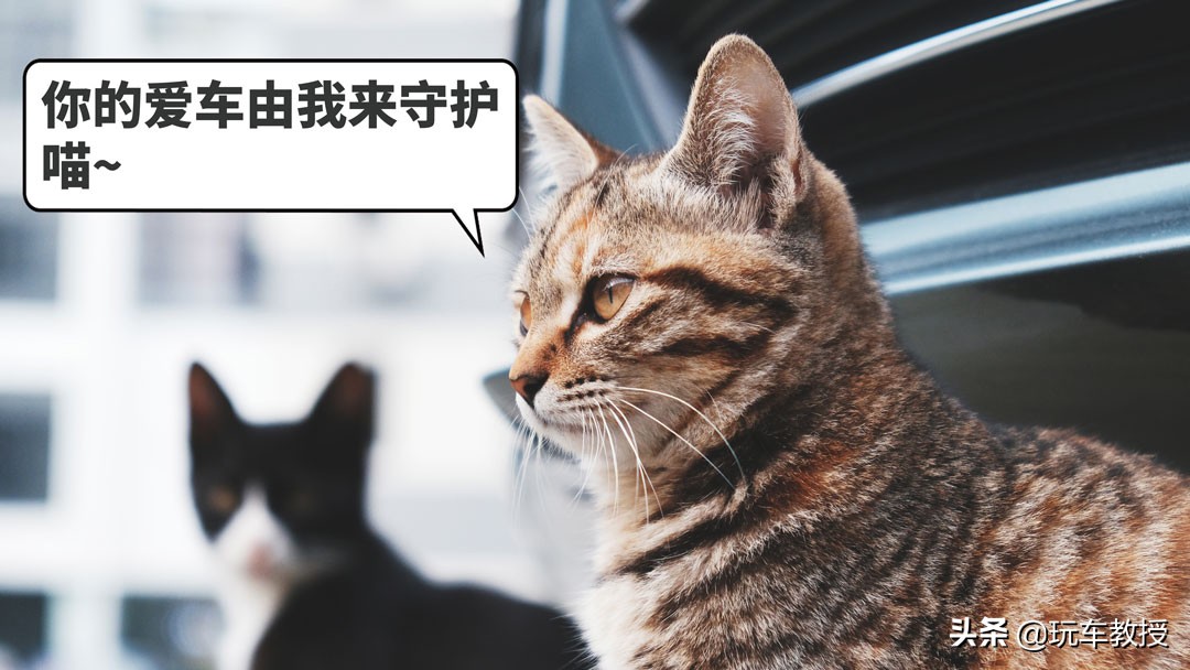 老鼠能钻进汽车驾驶室吗,如果老鼠进家里要怎么办