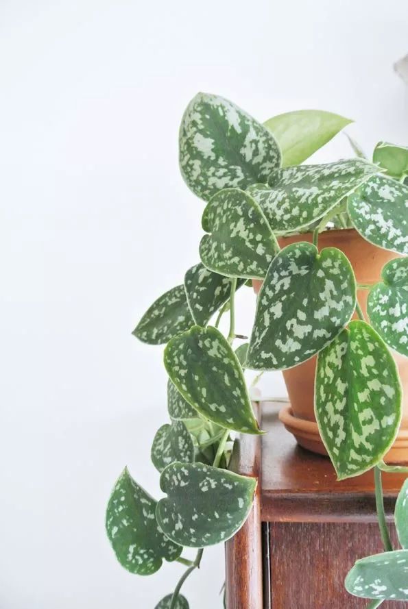 扦插的绿萝为什么黄叶烂根,水培绿萝出现黄叶烂叶问题