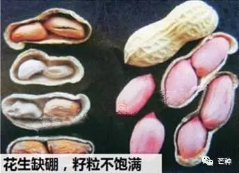 花生高产栽培技术视频,种花生到收花生的所有过程