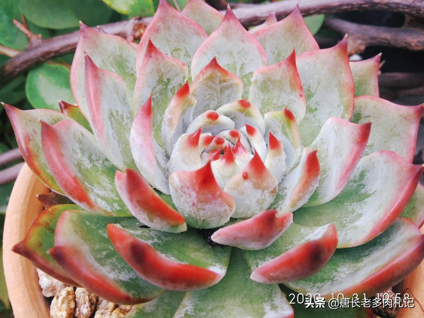 多肉上色一段时间又变绿,春天多肉褪色变绿怎么回事