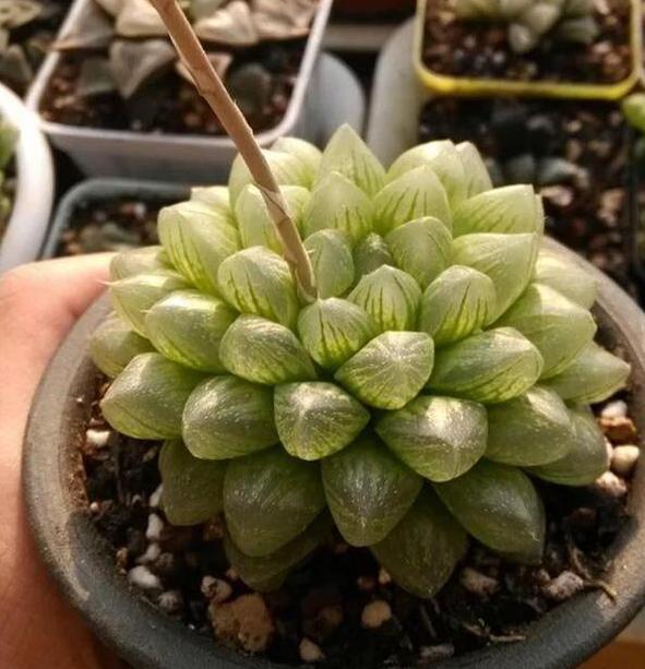 多肉玉露烂根怎么办,多肉玉露的处理方法