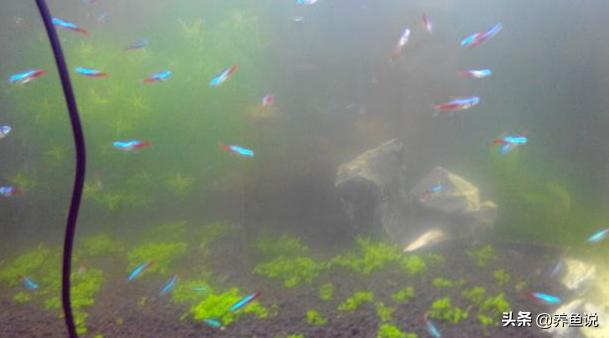 下过滤鱼缸怎么加硝化细菌,鱼缸新开缸硝化细菌怎么加