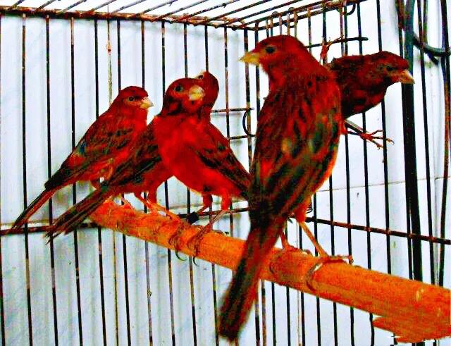 金丝雀羽毛品种,金丝雀能跟什么鸟一起笼养