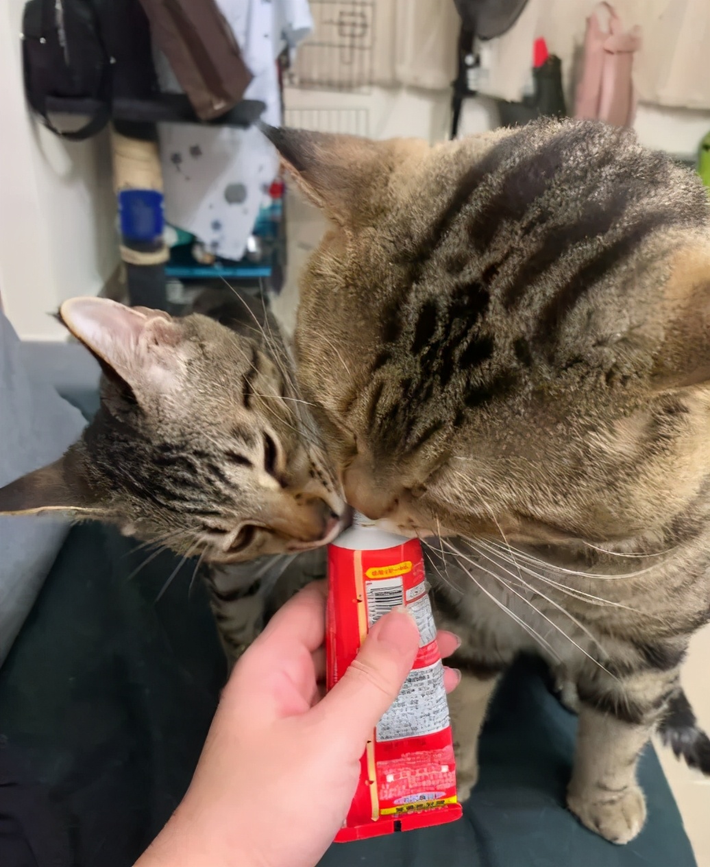 猫真的会把你当妈妈,猫把你当成妈妈是啥样子的