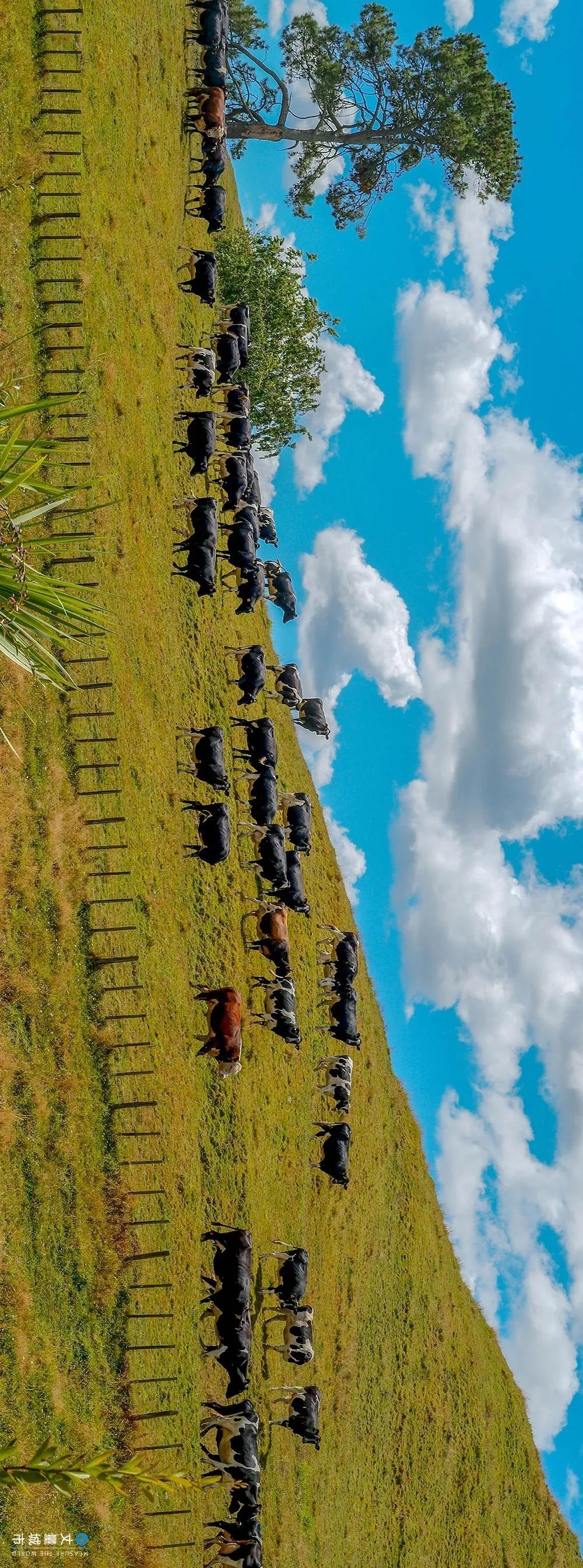 5.16国际牛奶日,每天一杯牛奶强壮中国人