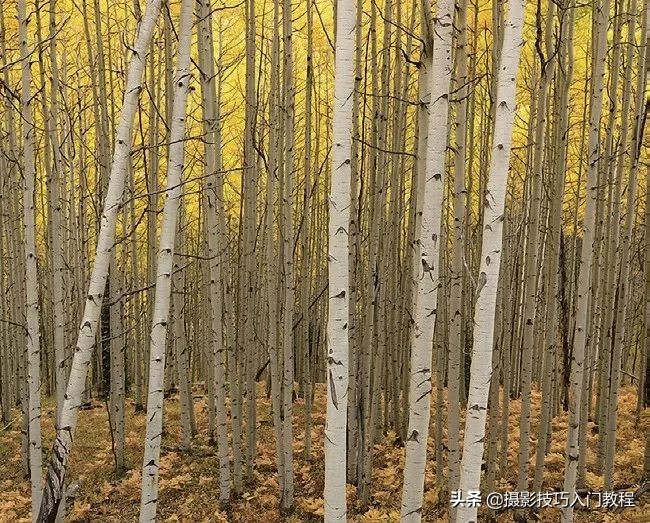 摄影构图技巧手机摄影,初学摄影构图入门教程