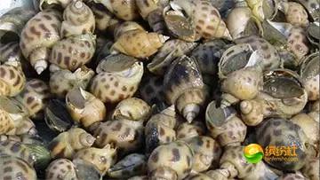 舟山海鲜攻略2天3晚吃什么,舟山海鲜代加工攻略