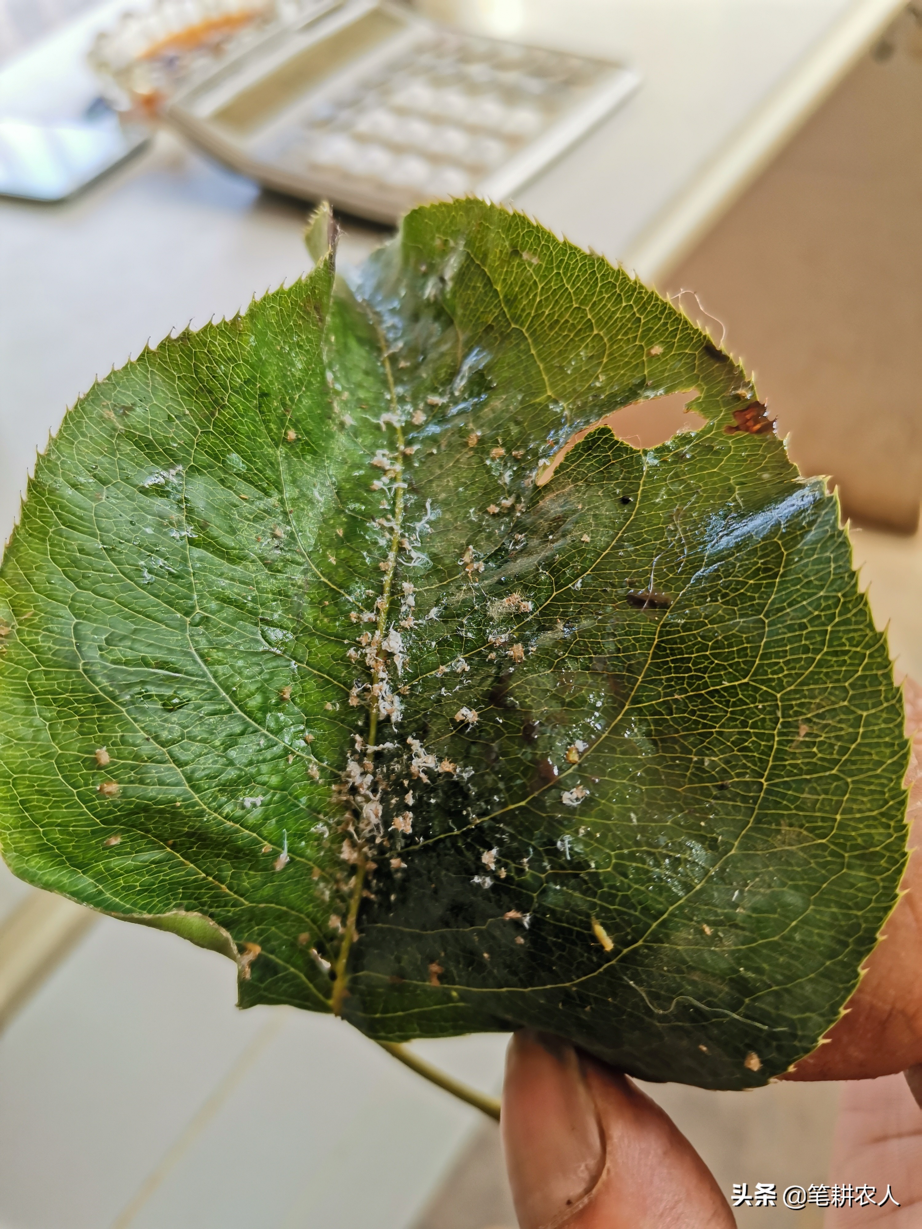 梨树梨木虱卷叶子了怎么办,梨树叶子有黑点什么病