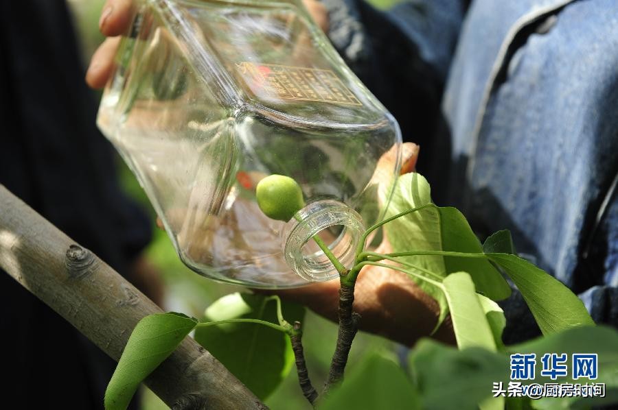 梨太大该怎么吃,梨怎么从酒瓶里拿出来