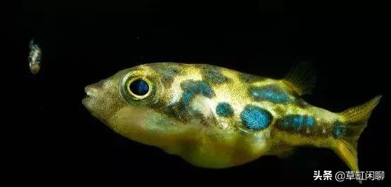 水草缸里出现小螺有什么危害,刚买的水草入缸前除螺药怎么用