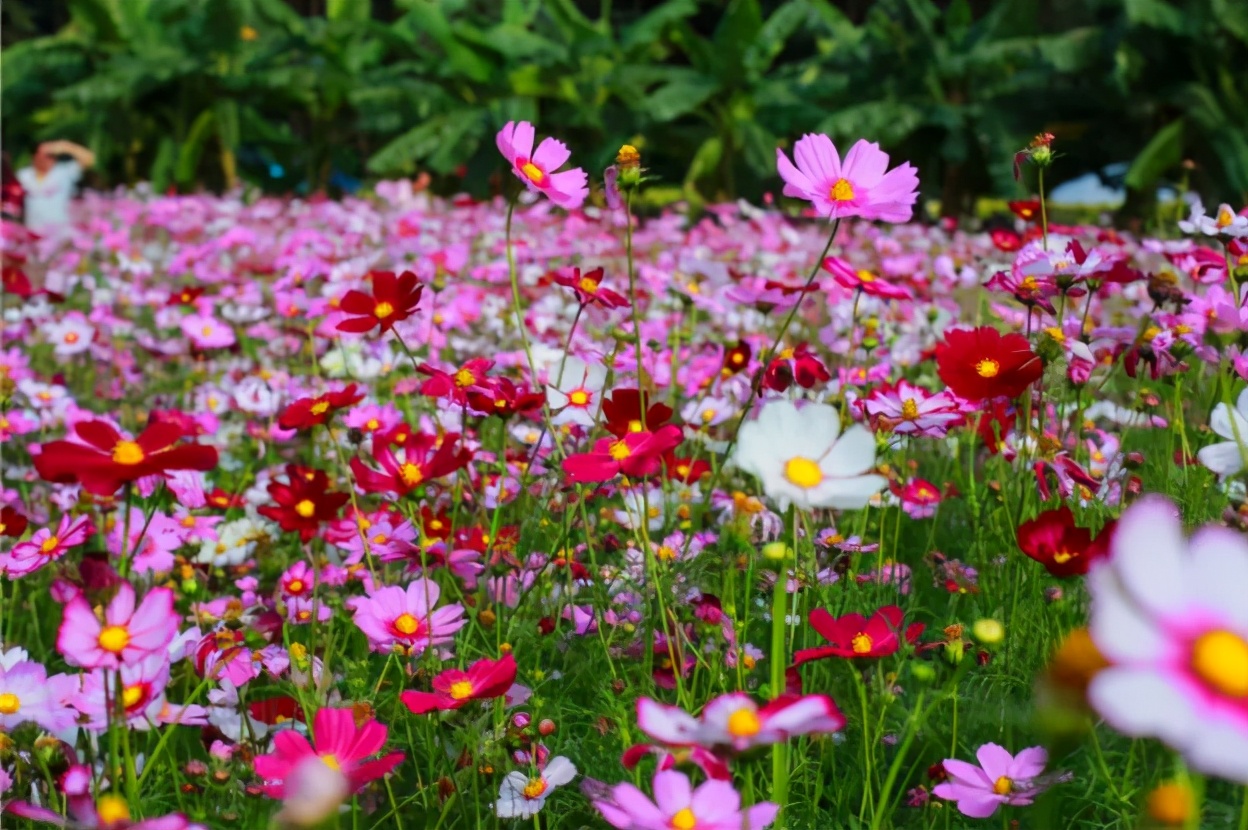 重庆北碚清明节踏青好去处,重庆巴南踏青一日游最佳攻略