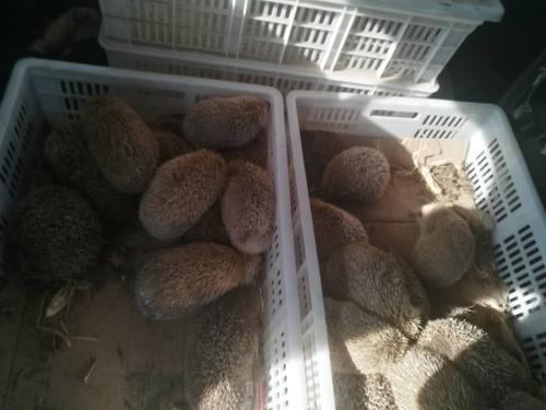 低成本养殖暴利,养殖梅花鹿30头多少成本多少利润