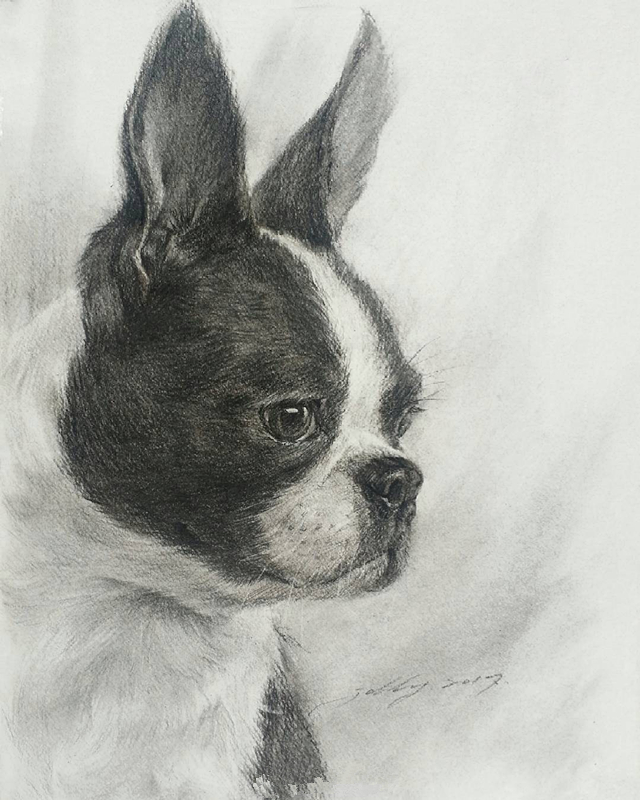 动物世界手绘画,写实素描动物插画教程