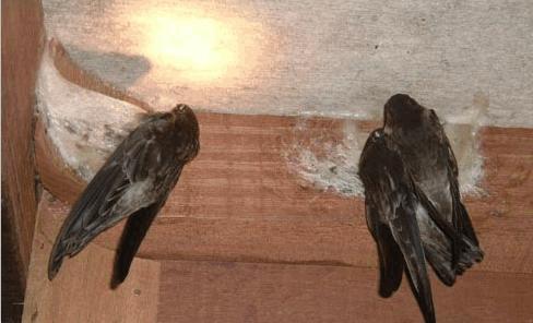 燕窝知识儿童篇,你不知道的营养知识