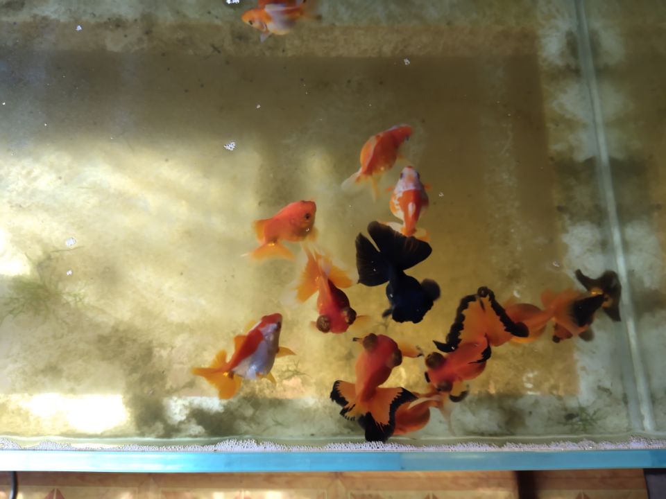 市场买的金鱼一般几个月能长大,刚买回来的金鱼应该怎么养呀