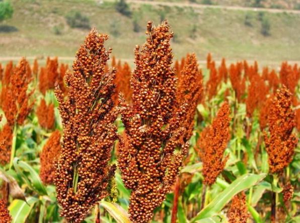 高粱酒酿酒的配方教程,生料高粱酒酿造方法