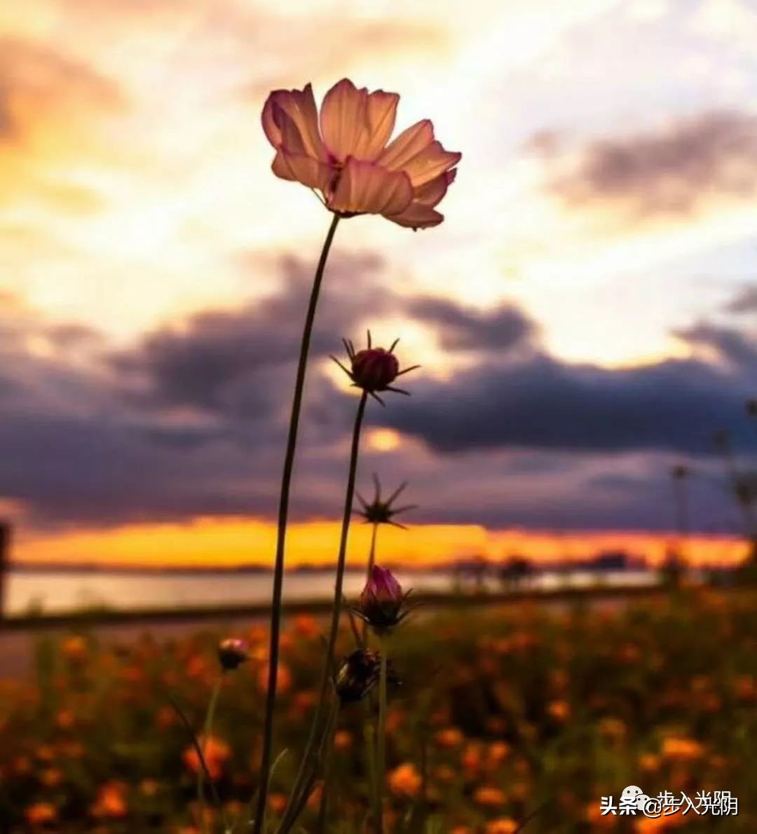 我外爷的智慧（文：颜敏）