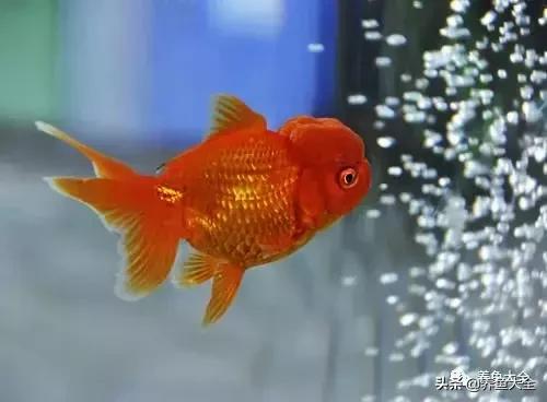 阳台养金鱼会被晒死吗,鱼缸养金鱼为什么总是死